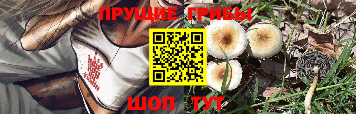Галлюциногенные грибы Psilocybe Невинномысск